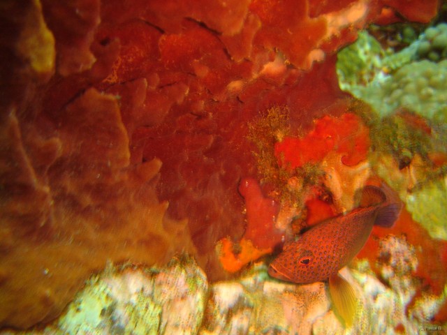 Martinique poissons 014 